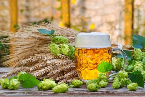 Pivo ako liečivá ingrediencia