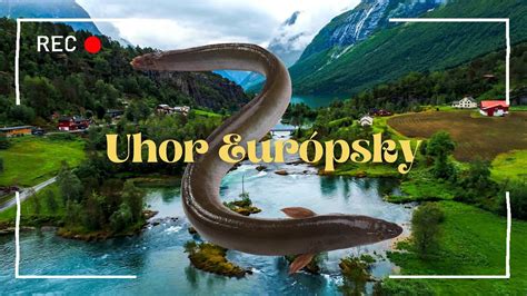 Úhor riečny plávajúci vo vode