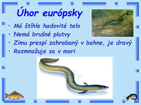 Úhor zahrabaný v bahne