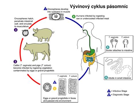 Životný cyklus pásomnice Ligula intestinalis