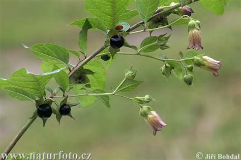 Ľuľkovec zlomocný (Atropa bella-donna) s plodmi