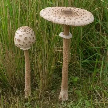 Vysoká bedľa s charakteristickým klobúkom