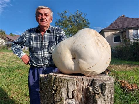 Obrovský vatovec na lúke