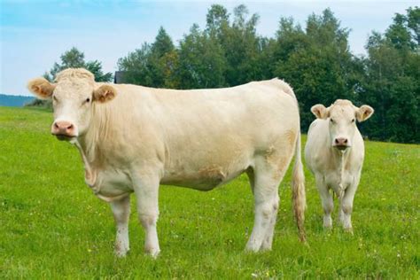 Kravské plemeno Charolais na zelenej pastve