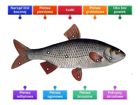 Anatomický diagram ryby s vyznačeným plynovým mechúrom