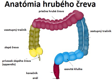 Schéma tráviaceho systému človeka s vyznačením hrubého čreva