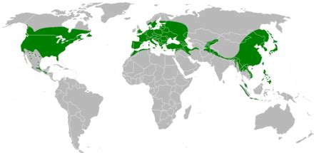 Mapa celosvetového rozšírenia medvedice lekárskej