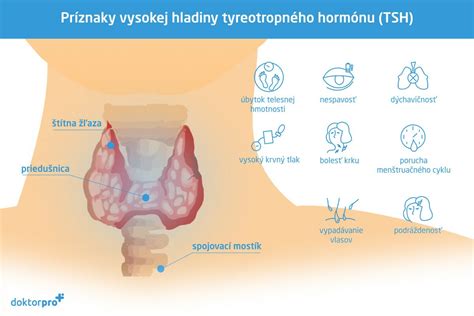 Anatomický nákres štítnej žľazy v krku