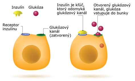 Schéma: Ako funguje inzulín a glukóza v tele pri cukrovke