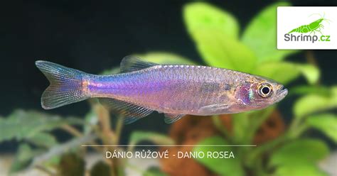 Zlaté Dánio (Danio rerio) v akváriu
