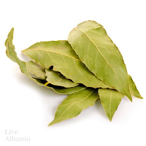 Ilustrácia: Bobkový list (Laurus nobilis)