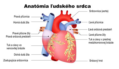 Schéma zdravého srdca a priechodných ciev