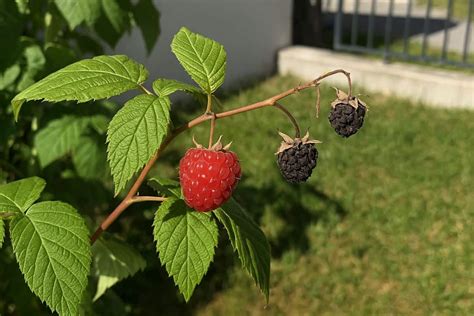 Červené maliny na kríku