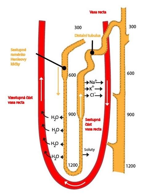 Schéma: Mechanizmus tvorby metabolickej vody v tele