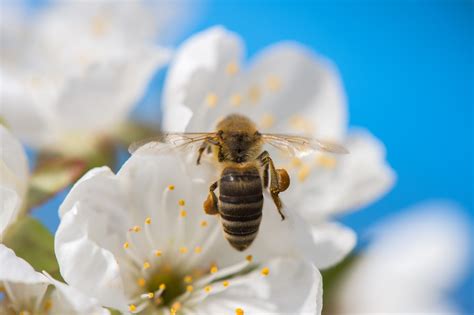Fotografia včely opeľujúcej kvet ovocného stromu