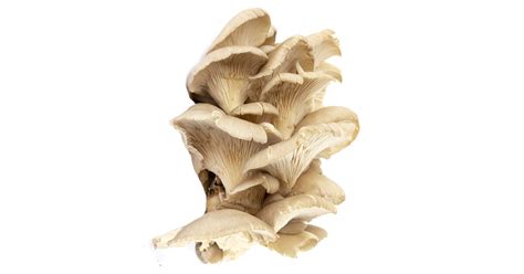 Čerstvá hliva ustricová