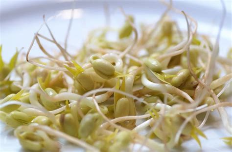 Rôzne naklíčené semená a strukoviny