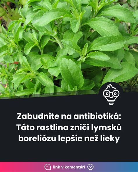 Rastlina stévia rebaudiana