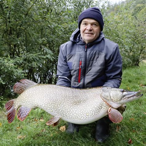 Neresisko šťuky v plytkých vodách