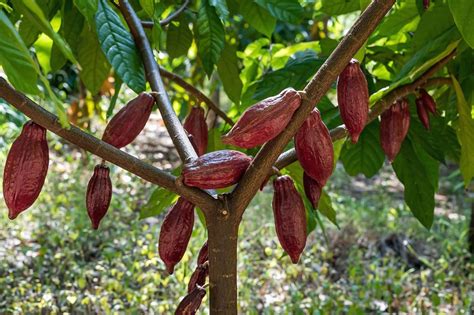 Kakaovník v tropickom prostredí s dozrievajúcimi plodmi