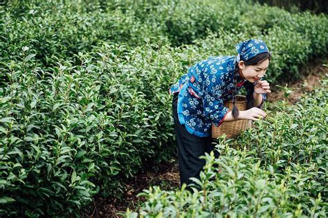Zber čajovníka Camellia sinensis v Japonsku