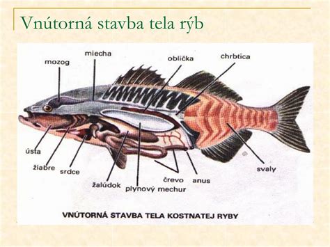 Hydrodynamický tvar tela rýb