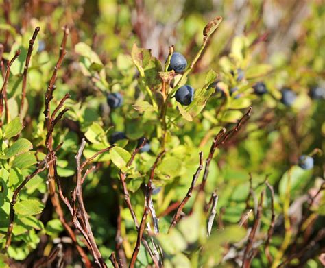 lesné plody - čučoriedky