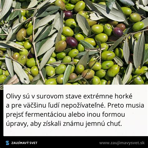 Zber a spracovanie anízu