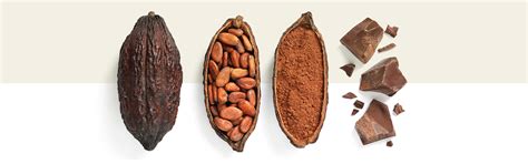 História čokolády a kakaa