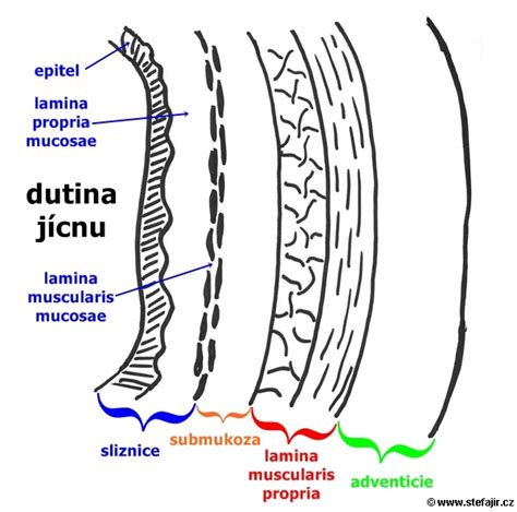 Schéma anatomie análního otvoru a citlivých zón