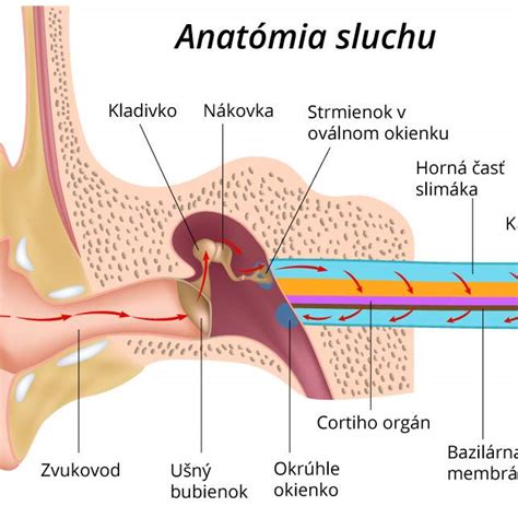Anatómia rybieho ucha a otolity