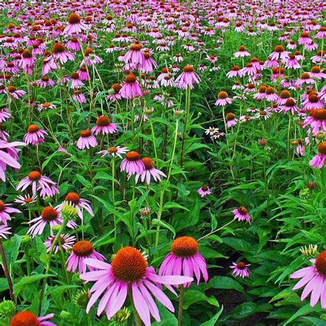 Ilustrácia: Kvitnúca echinacea purpurea