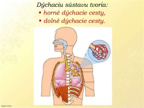 Dýchacie cesty a ich ochorenia
