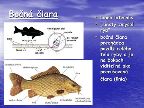 Bočná čiara ryby