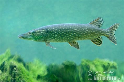 Šťuka obyčajná (Esox lucius) v prostredí