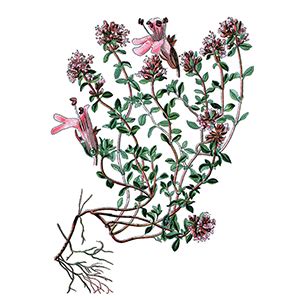 Ilustrácia: Byliny na kašeľ (tymián, skorocel, materina dúška, zázvor)