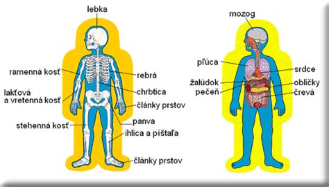 Schéma vplyvu obezity na ľudské orgány