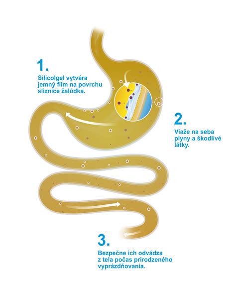 Infografika: Ako funguje trávenie