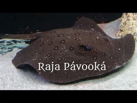 Raja pávooká