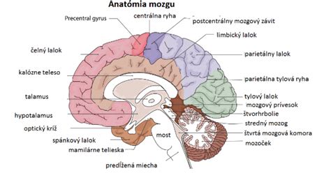 Anatómia rybieho mozgu
