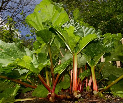 Zrelá rebarbora v záhrade