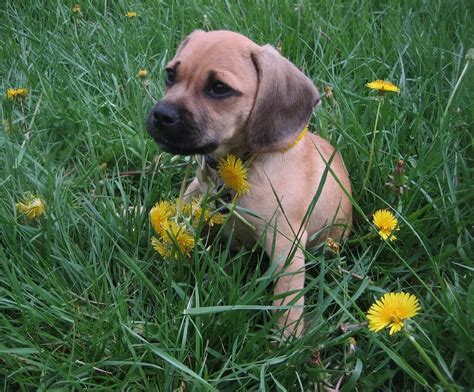 Puggle, kríženec mopsa a bígla