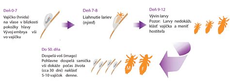 Životný cyklus vši detskej a hníd