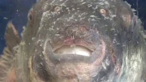 Jedovatá ryba fugu