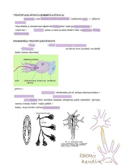 Ilustrácia vylučovacej sústavy ryby