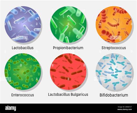 Schéma fermentácie mlieka baktériami Lactobacillus a Streptococcus