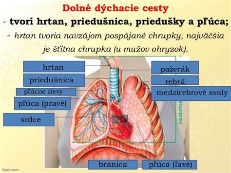 Dýchacie cesty a pľúca