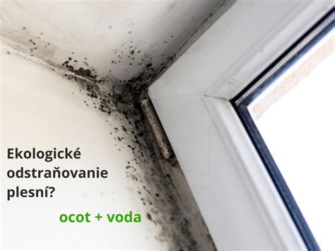 Vizualizácia: Pleseň na torte a jej nebezpečenstvo