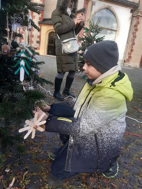 Schéma správneho zrezania kmeňa vianočného stromčeka