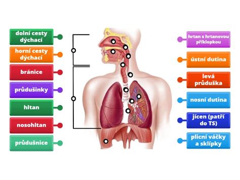 Infografika: Byliny a ich účinky na dýchací systém koní